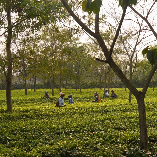 Entre Bengale et Sikkim - Nature, culture et Himalaya