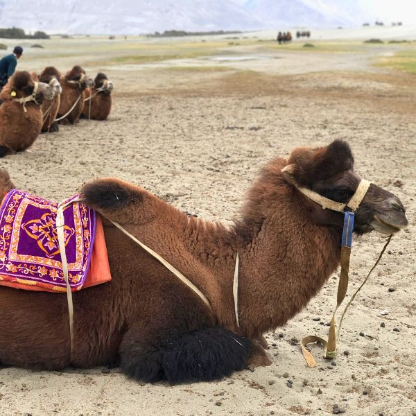 Ladakh, entre Ciel et Cimes